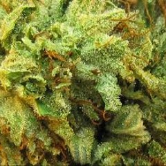 BUD!