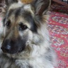 Lindsey Compson-Bradford