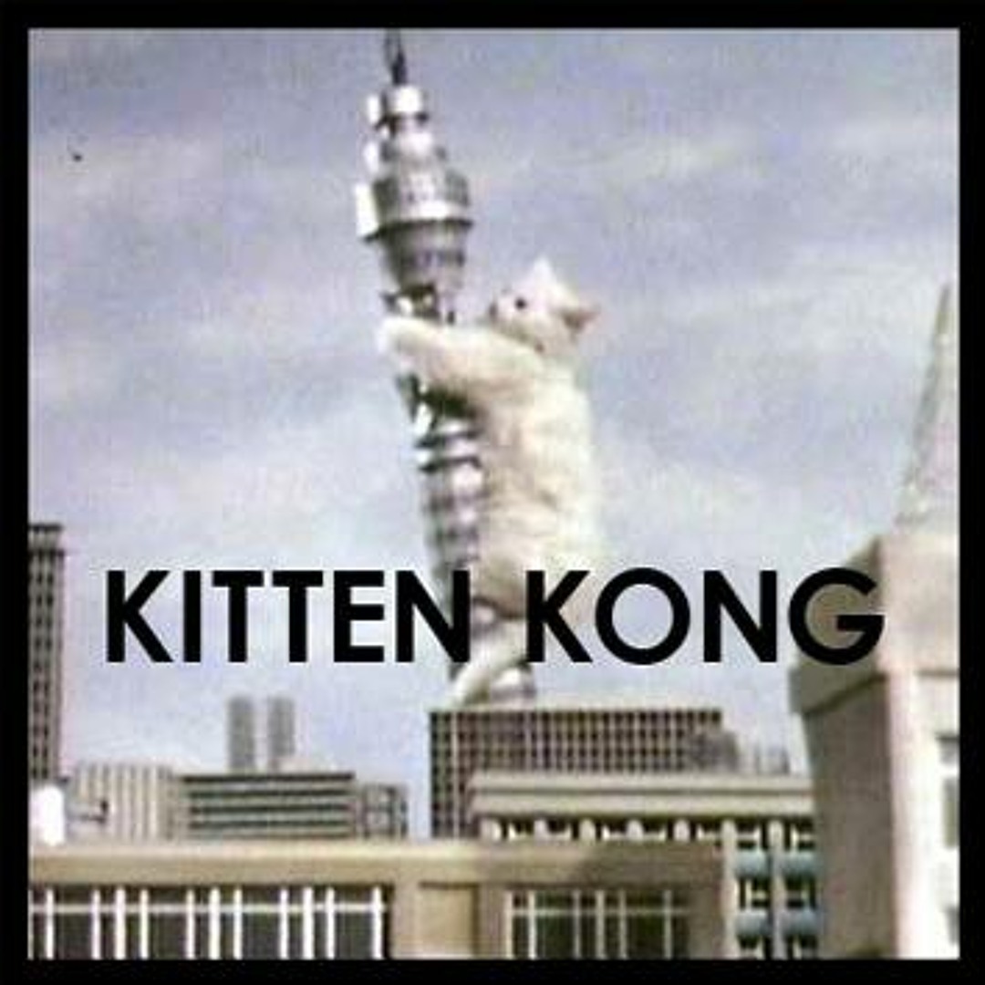 Kong kitten online