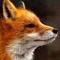 amythefox
