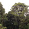 nztrees
