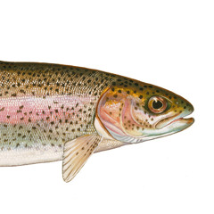 salmonchamp
