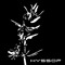hyssop