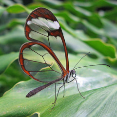 Schiller Miles And Miles Binaural