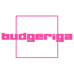 budgeriga