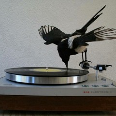 DJ Birdie