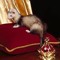 Ferret Lizz