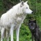 shadowwolf270