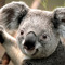 Koala D.