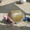 TotoDeSchildpad