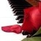 Phoenix789