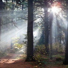 Silent Dawn Publishing