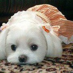 Jette Porsmos Christensen