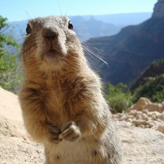 the.ground.squirrel