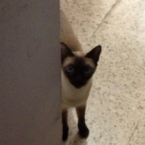 Tohou