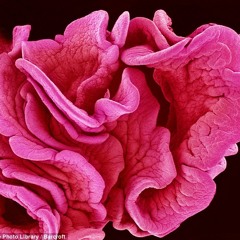 rosettesor