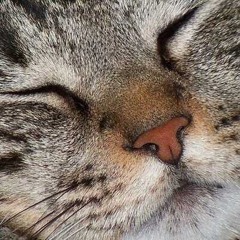 Uber Kitten