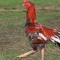 roosterboy