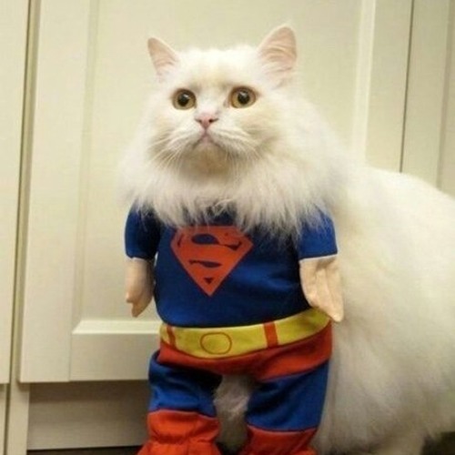 Супер котик