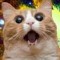 Dubstep_Kitty