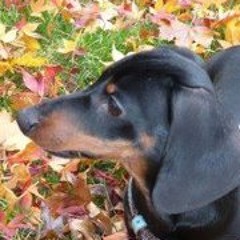 Cynthia Brosnan-Rackin