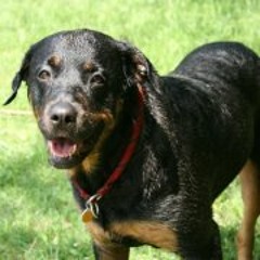 Anna Wise Raven Davieau