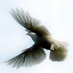 หินเหล็กไฟ