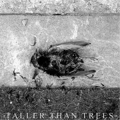 tallerthantrees