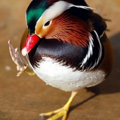 Super Prince of the Great