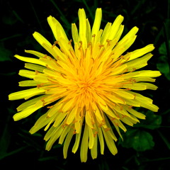 Leo and the Dandelions