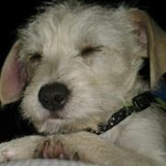 Alfonso Ponce de Leon 1