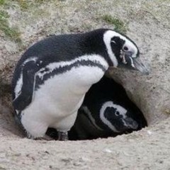 すかぽん