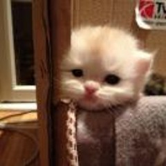 Hank Patrick Joreid Olsen