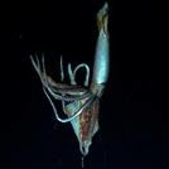 ɹǝʇxǝp Dodgy ɹǝllıɯ