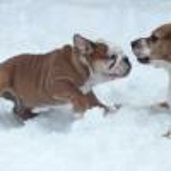 Oliver Marius Jaworski