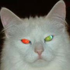 Joao M Borges Gouveia