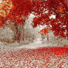 Joey Marc Larivee-Queen