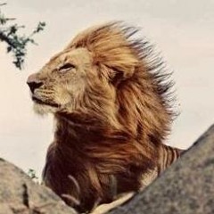 The Lion king