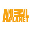 Stream Yeh Mera India Anthem by Animal Planet IN | Listen online for free  on SoundCloud