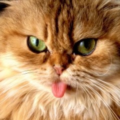 BareKat