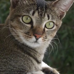 kikimarzuki