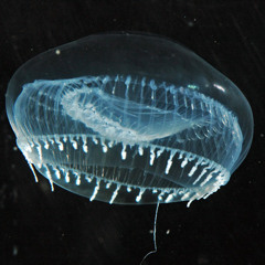 Project Experiment 1