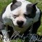 Flemish Bullz