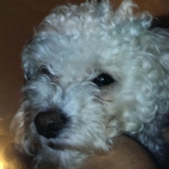 furrydog45