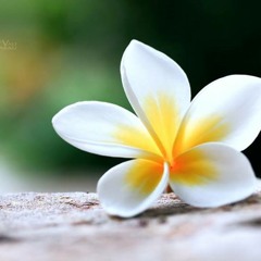 Ju Ju Khin