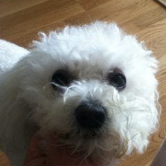 mike king julian kelly