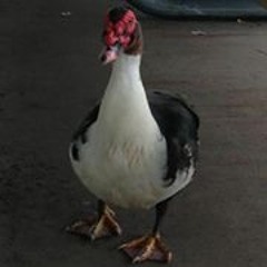 Arnold Joshua ToodleDink