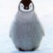 baby-penguin