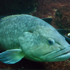 saidotto
