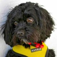 Cynthia A Chamberlain